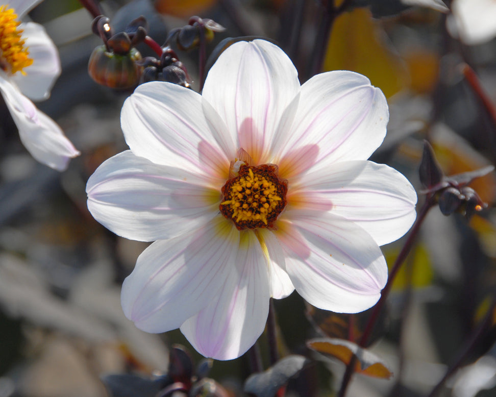 Dahlia 'Bishop of Dover'