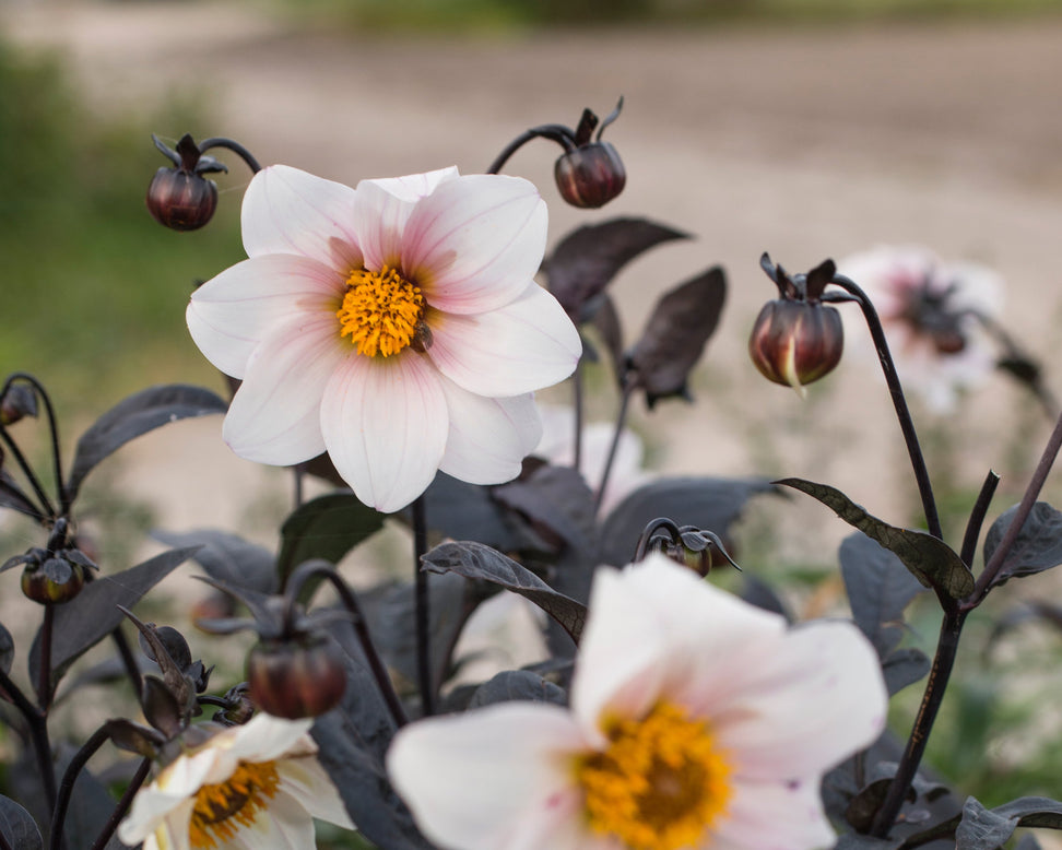 Dahlia 'Bishop of Dover'