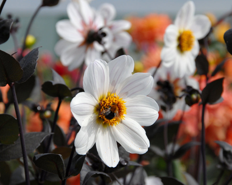 Dahlia 'Bishop of Dover'