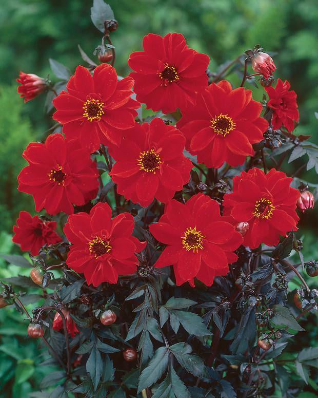 Dahlia 'Bishop of Llandaff'