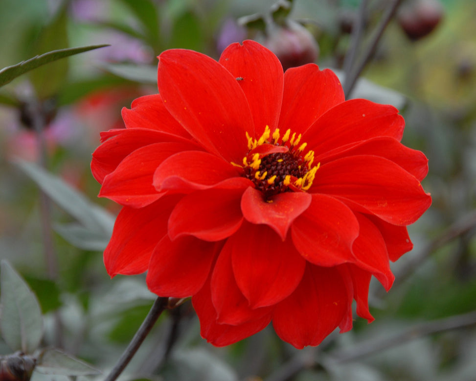 Dahlia 'Bishop of Llandaff'