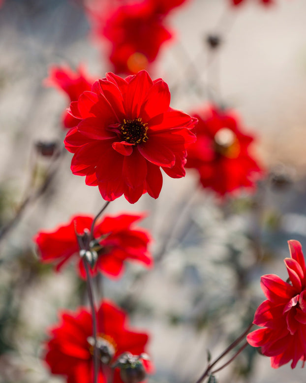 Dahlia 'Bishop of Llandaff'