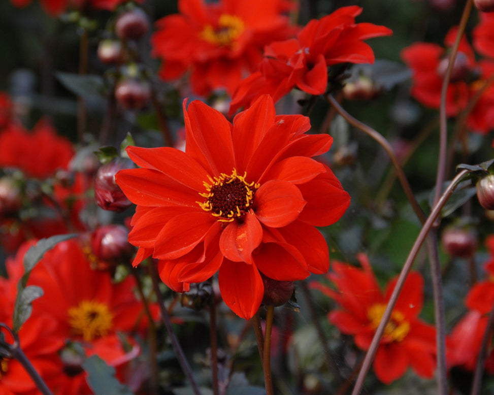 Dahlia 'Bishop of Llandaff'