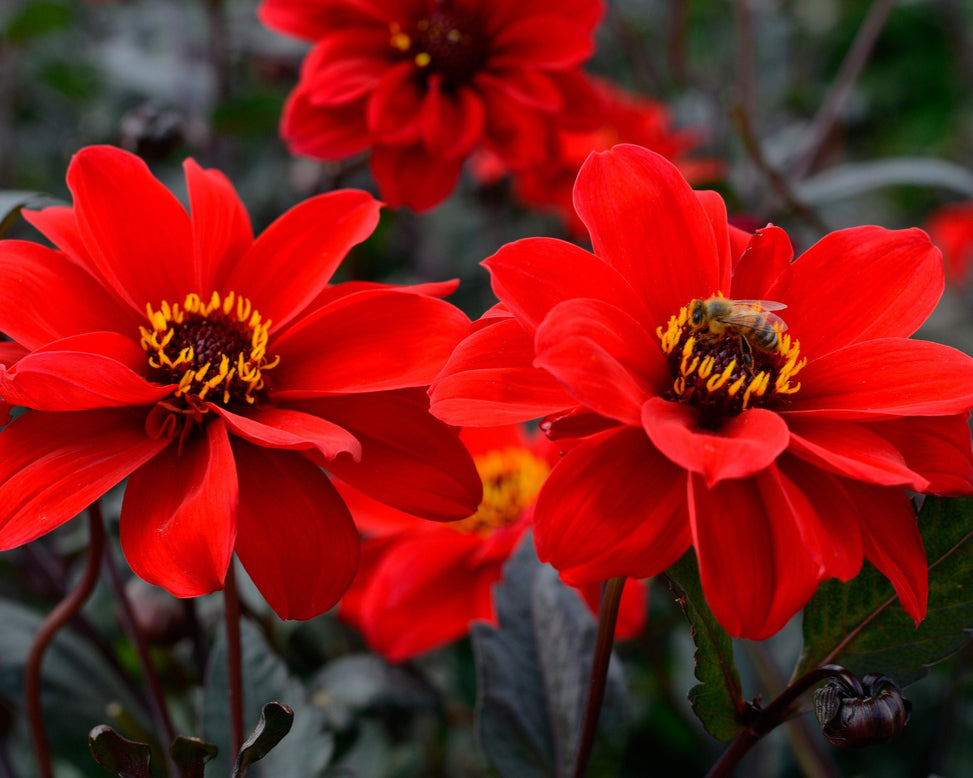 Dahlia 'Bishop of Llandaff'