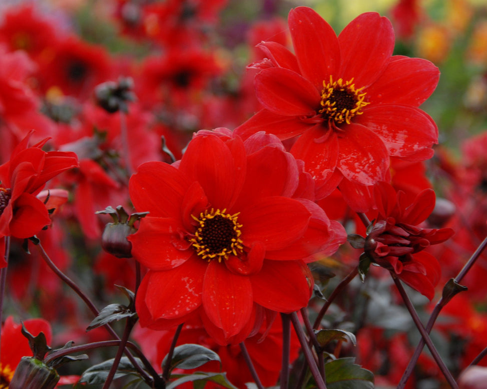 Dahlia 'Bishop of Llandaff'