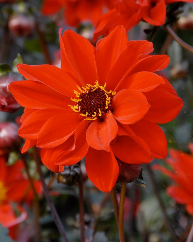 Dahlia 'Bishop of Llandaff'