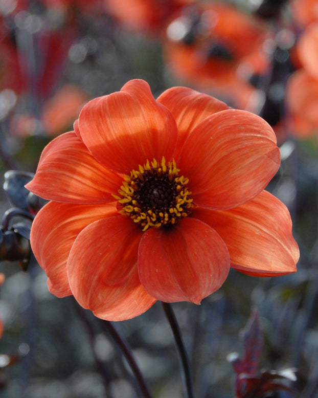 Dahlia 'Bishop of Oxford'