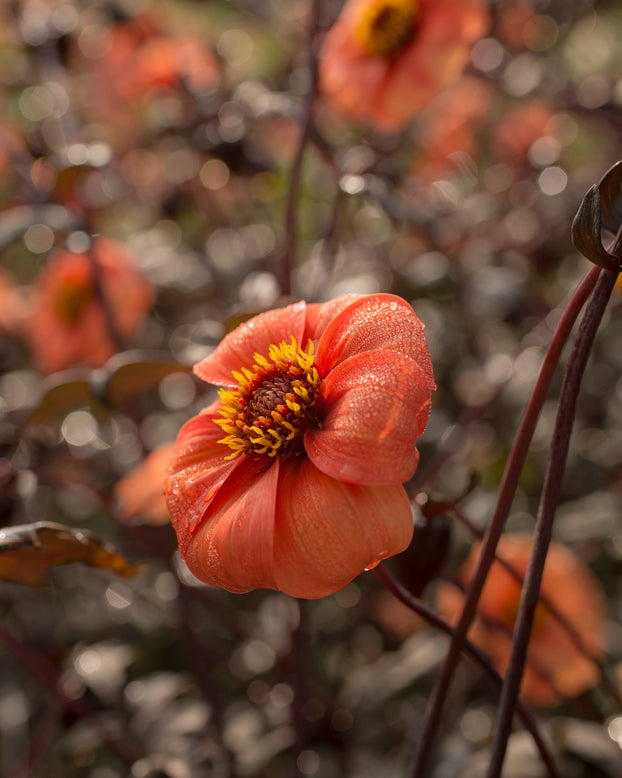 Dahlia 'Bishop of Oxford'
