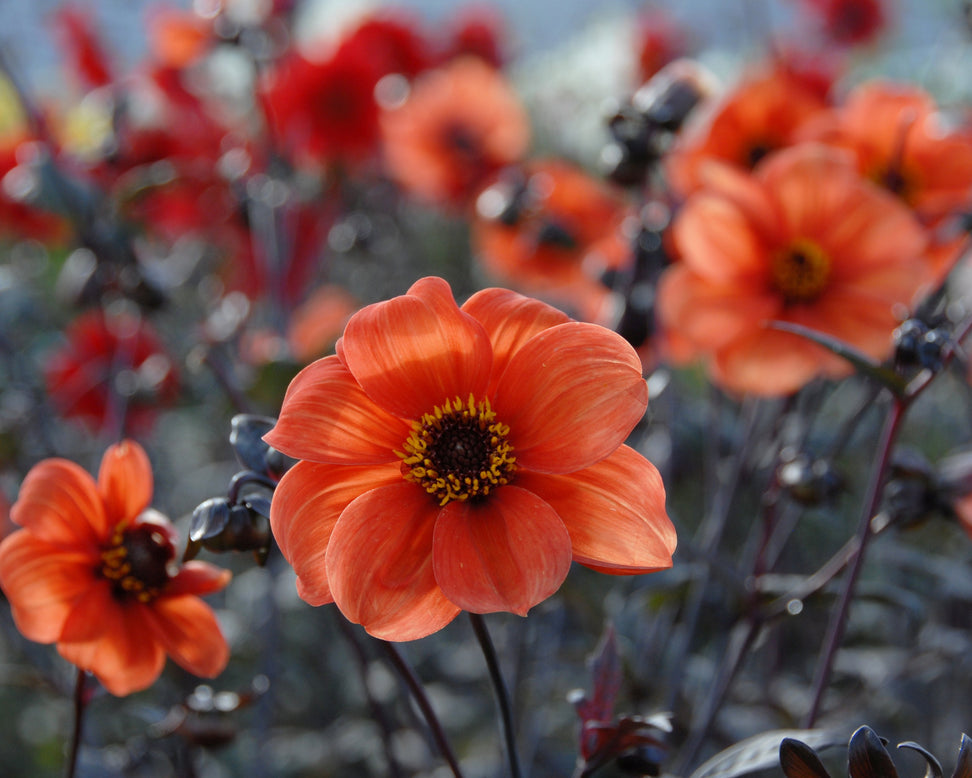Dahlia 'Bishop of Oxford'