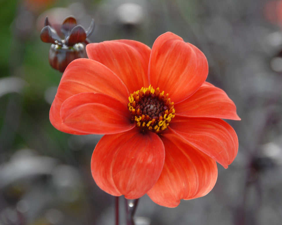 Dahlia 'Bishop of Oxford'