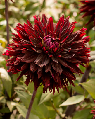 Dahlia 'Black Jack' Dahlia 'Black Jack'