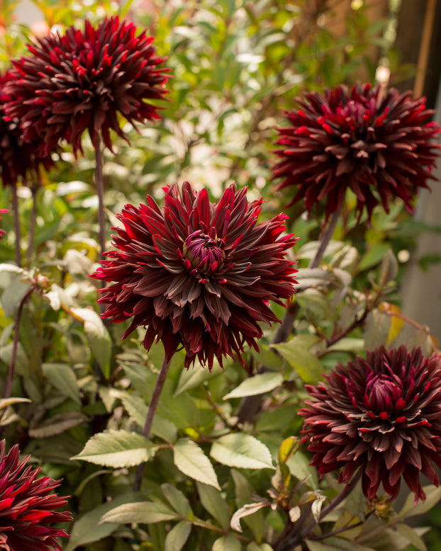 Dahlia 'Black Jack'