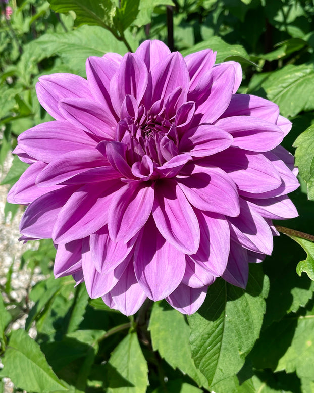Dahlia 'Blue Boy'