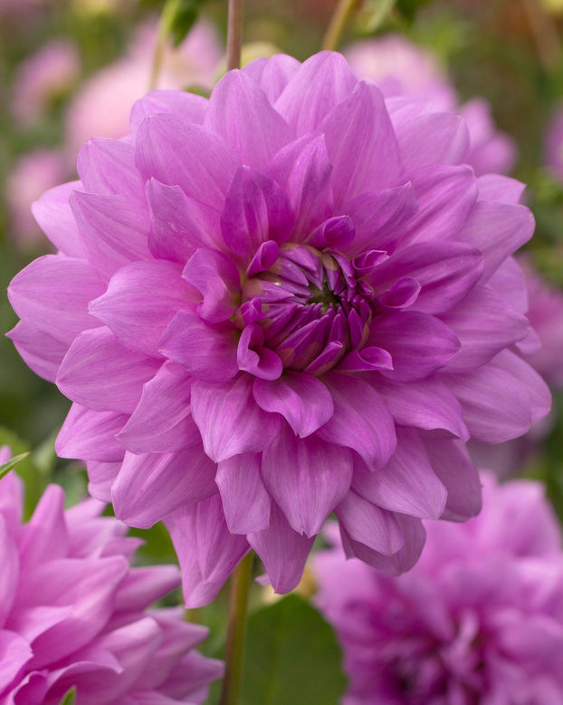 Dahlia 'Blue Boy'