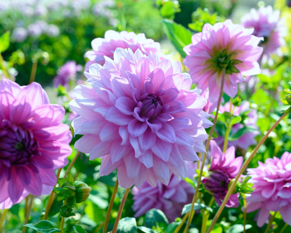 Dahlia 'Blue Boy'