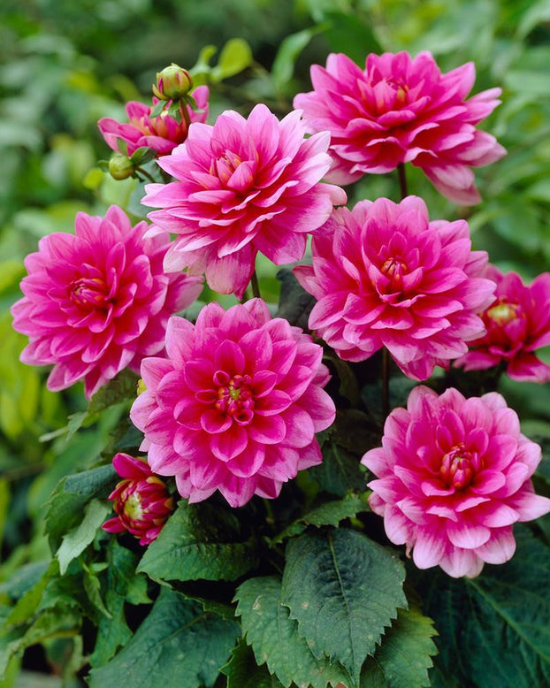 Dahlia 'Bluesette'