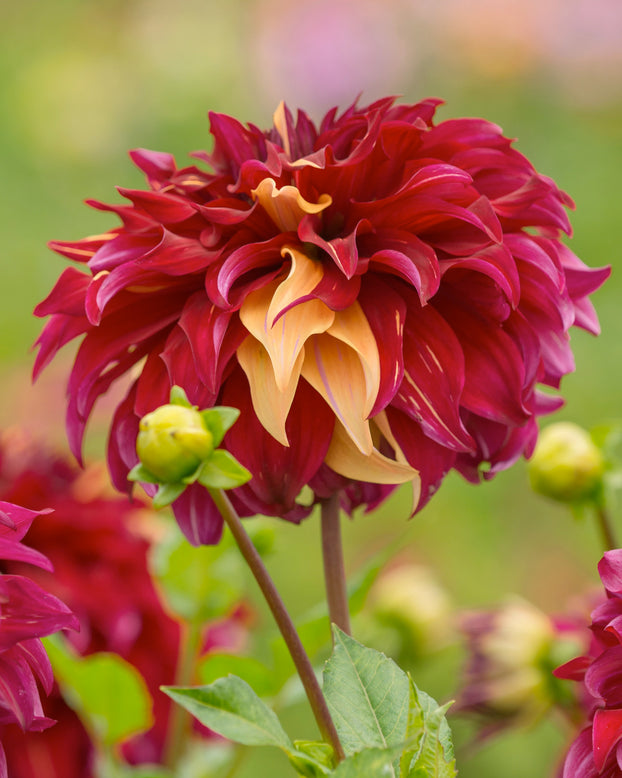 Dahlia 'Bohemian Spartacus'