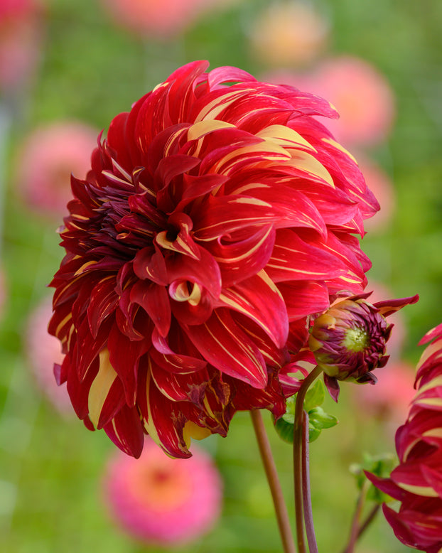 Dahlia 'Bohemian Spartacus'