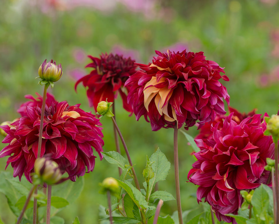 Dahlia 'Bohemian Spartacus'