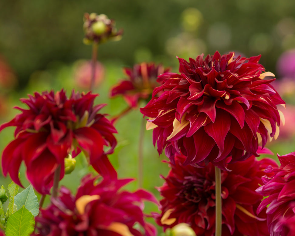 Dahlia 'Bohemian Spartacus'