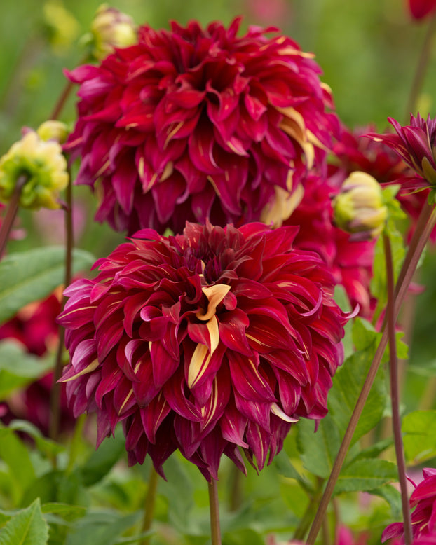 Dahlia 'Bohemian Spartacus'