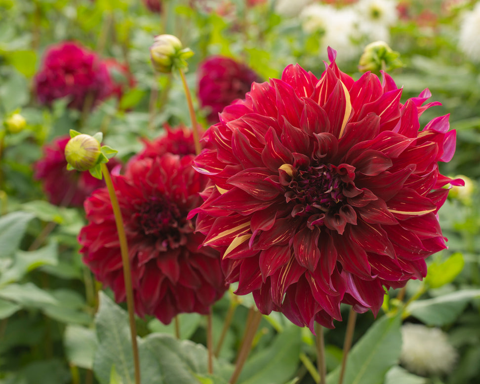Dahlia 'Bohemian Spartacus'