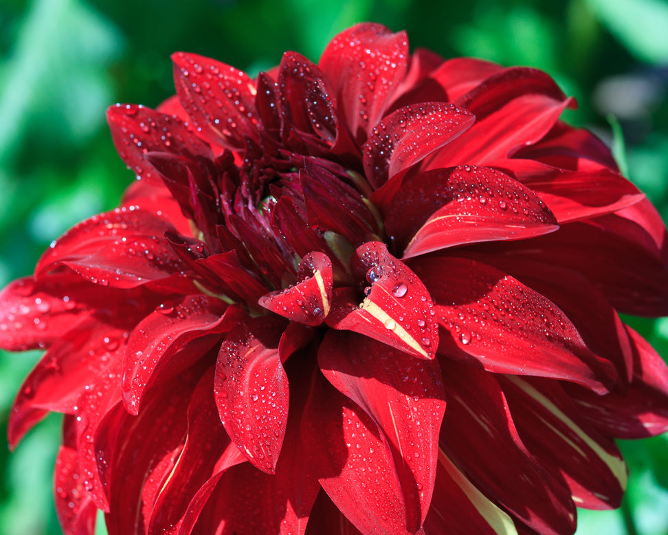 Dahlia 'Bohemian Spartacus'