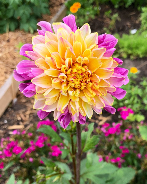 Dahlia 'Boogie Woogie'