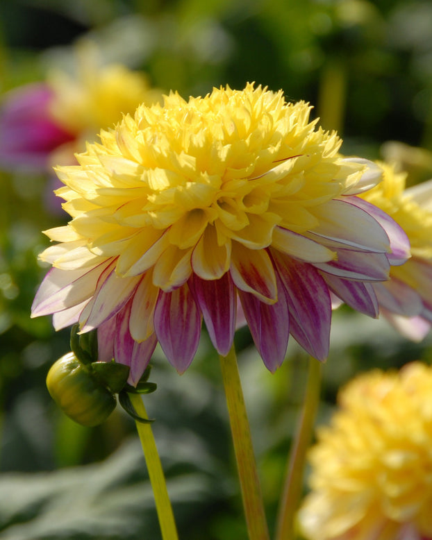 Dahlia 'Boogie Woogie'