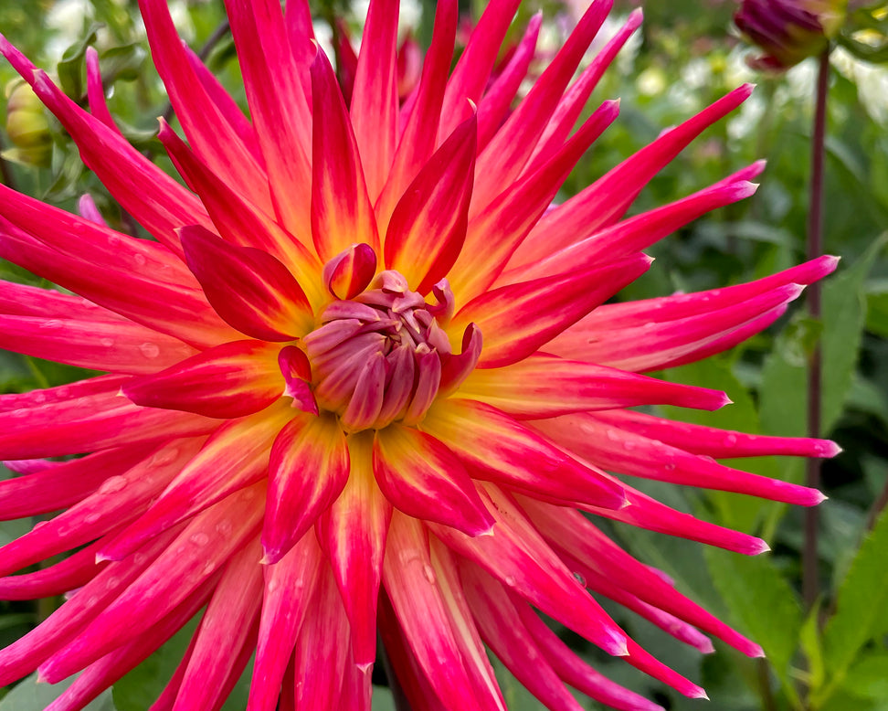 Dahlia 'Bora Bora'