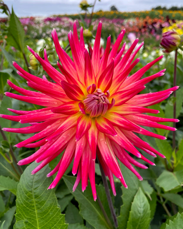Dahlia 'Bora Bora'