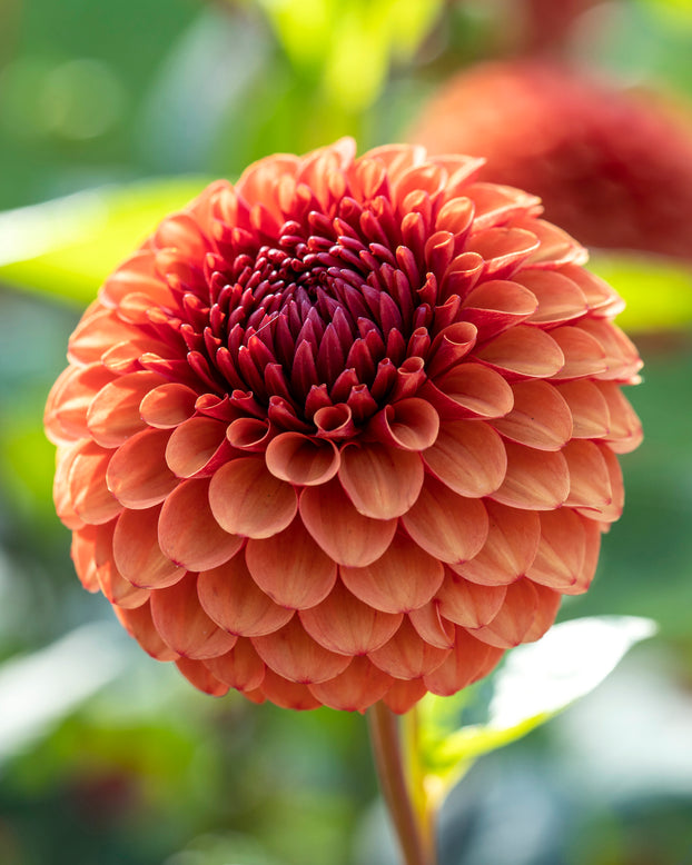 Dahlia 'Brown Sugar'