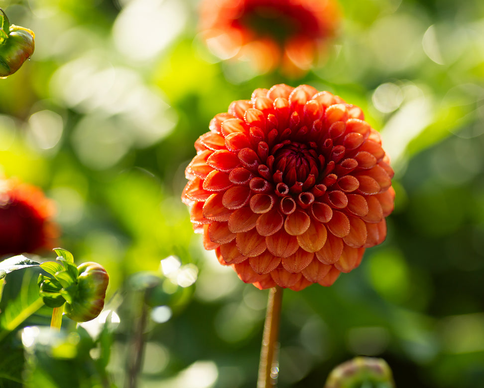 Dahlia 'Brown Sugar'