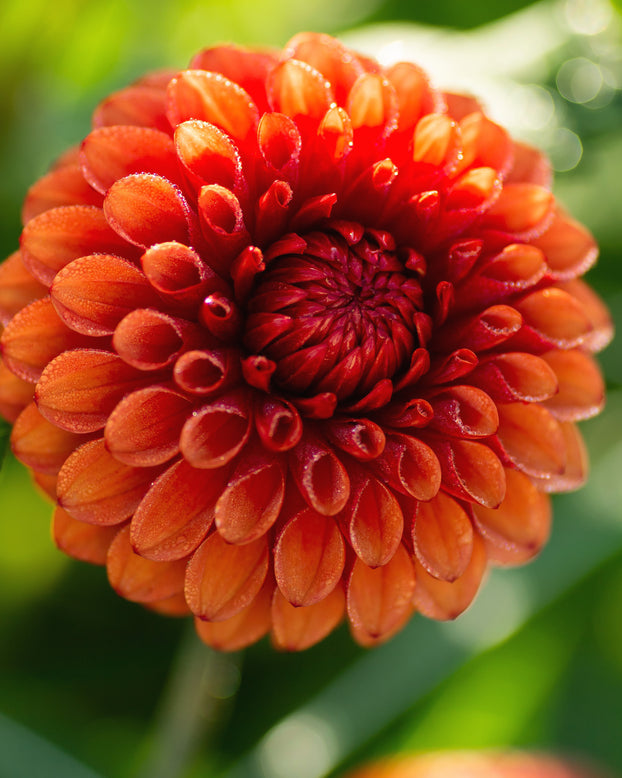 Dahlia 'Brown Sugar'
