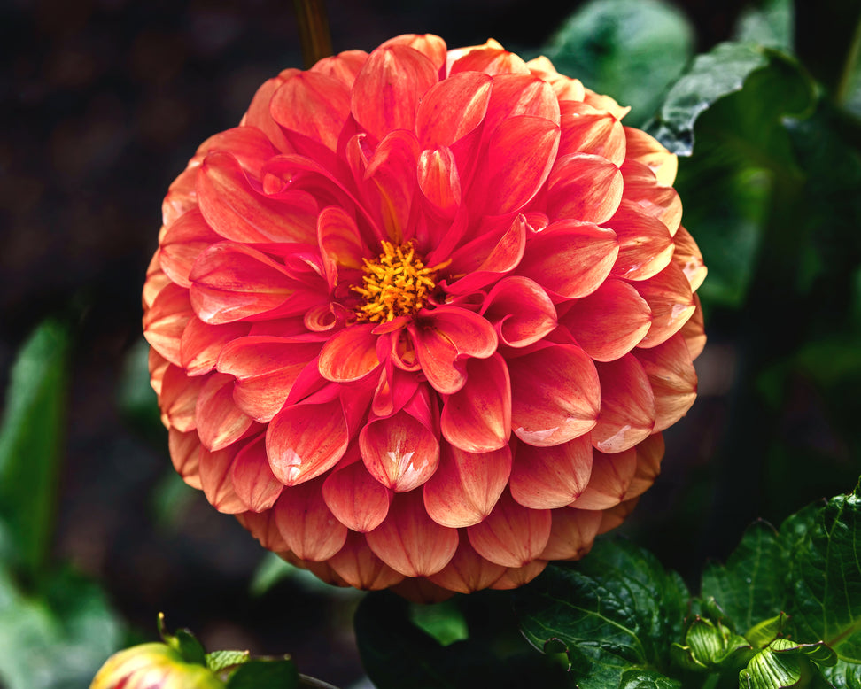 Dahlia 'Brown Sugar'