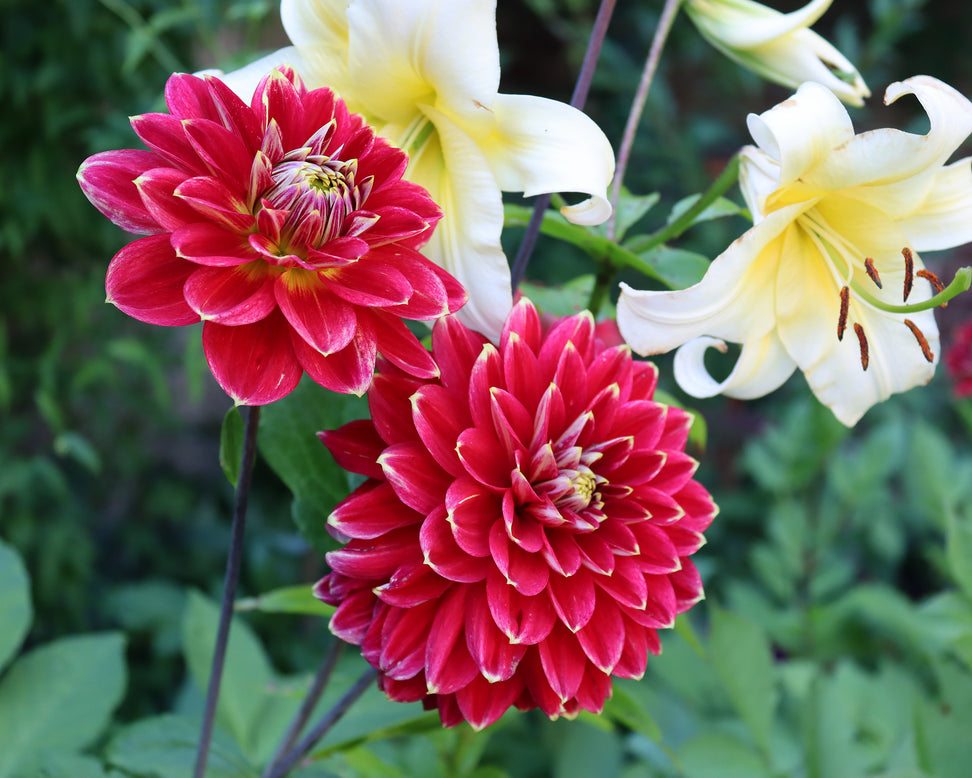Dahlia 'Caballero'