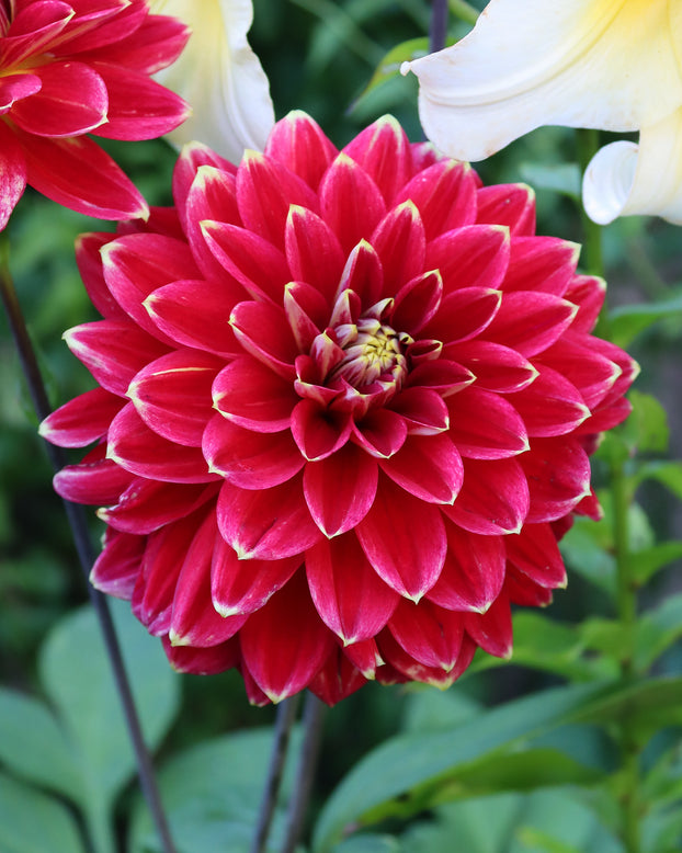 Dahlia 'Caballero'