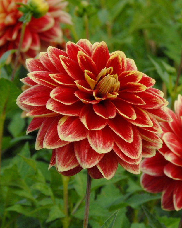 Dahlia 'Caballero'
