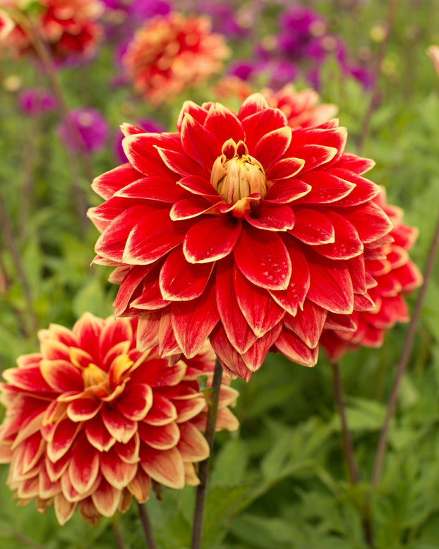 Dahlia 'Caballero'