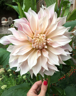 Dahlia 'Café au Lait' Dahlia 'Café au Lait'