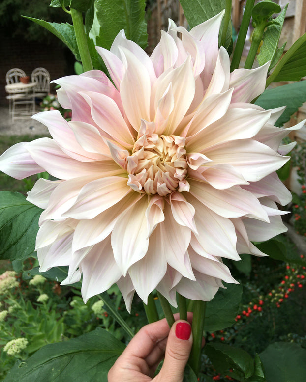 Dahlia 'Café au Lait'