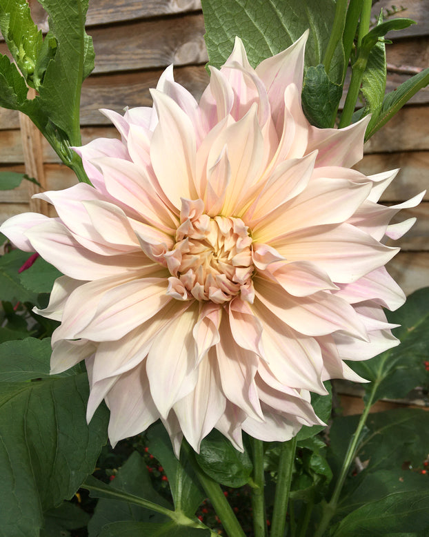 Dahlia 'Café au Lait'