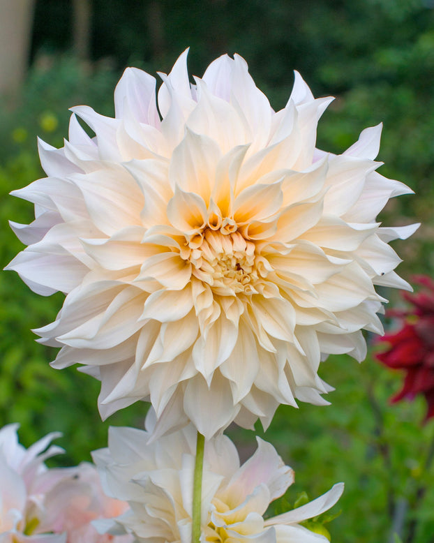 Dahlia 'Café au Lait'