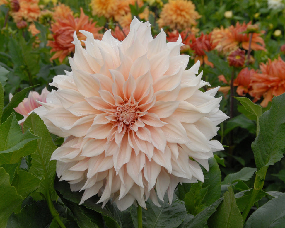 Dahlia 'Café au Lait'