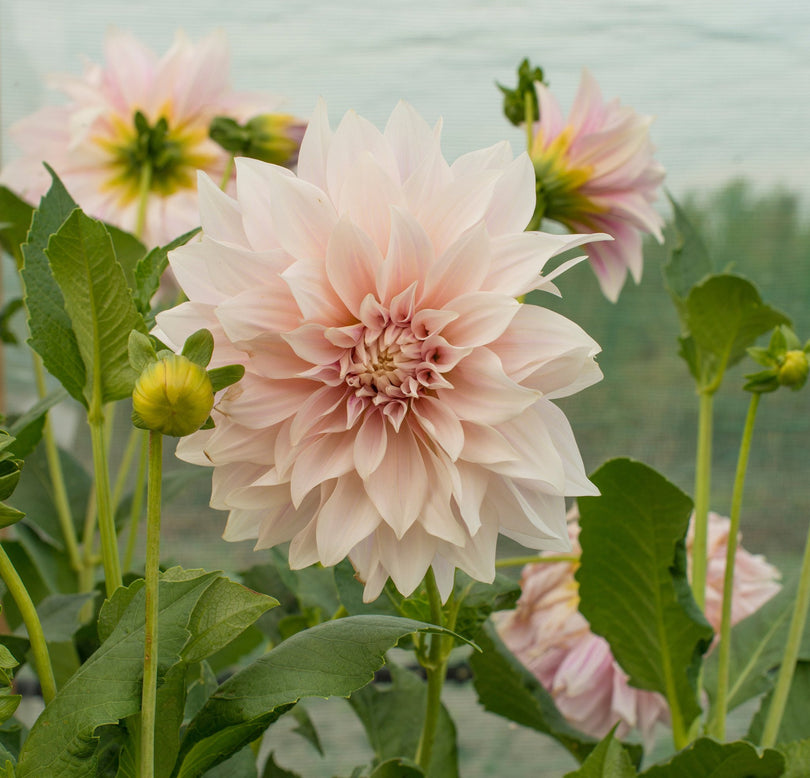 Dahlia 'Café au Lait'