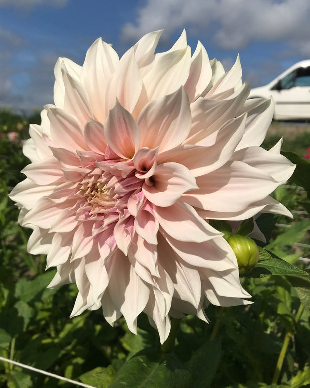 Dahlia 'Café au Lait'