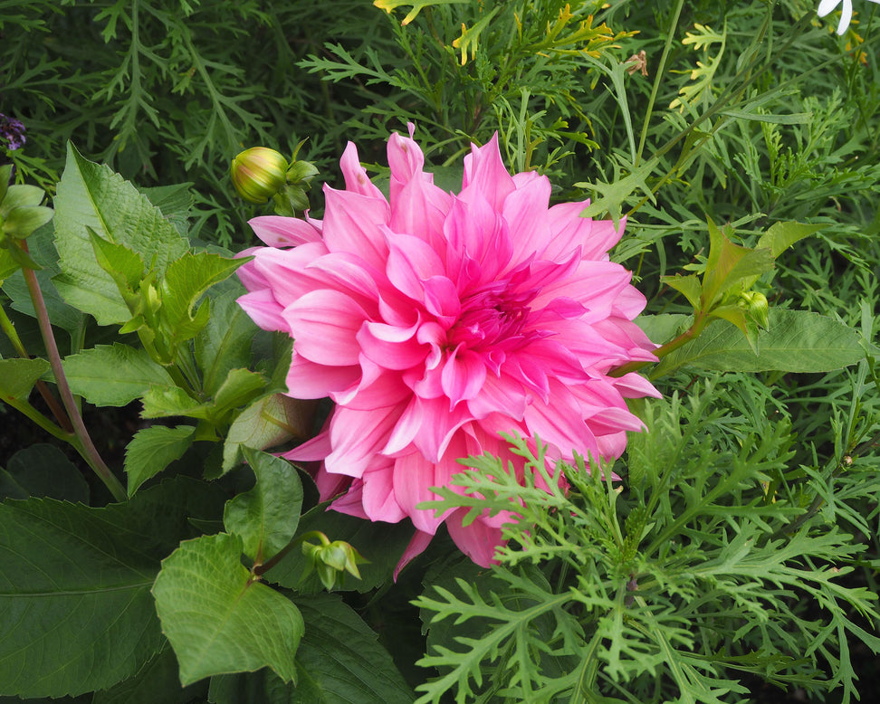 Dahlia 'Café au Lait Rosé'