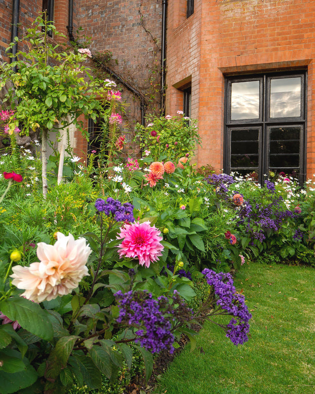 Dahlia 'Café au Lait Rosé'