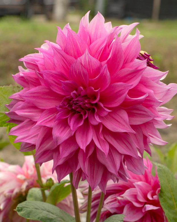 Dahlia 'Café au Lait Rosé'
