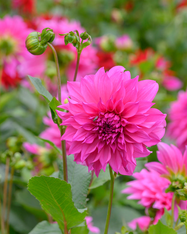 Dahlia 'Café au Lait Rosé'